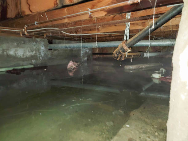 Best Water damage contractors near me  in Elmore, AL