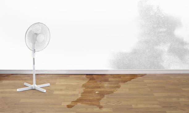 Best Professional water damage repair  in Elmore, AL